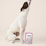 A white and brown bully breed dog sits on a beige studio background, reaching toward a Gogoma freeze-dried treat from a human hand. A GOGOMA freeze-dried Venison & Shiitake Mushroom dog treat pouch stands on the floor beside the dog.
