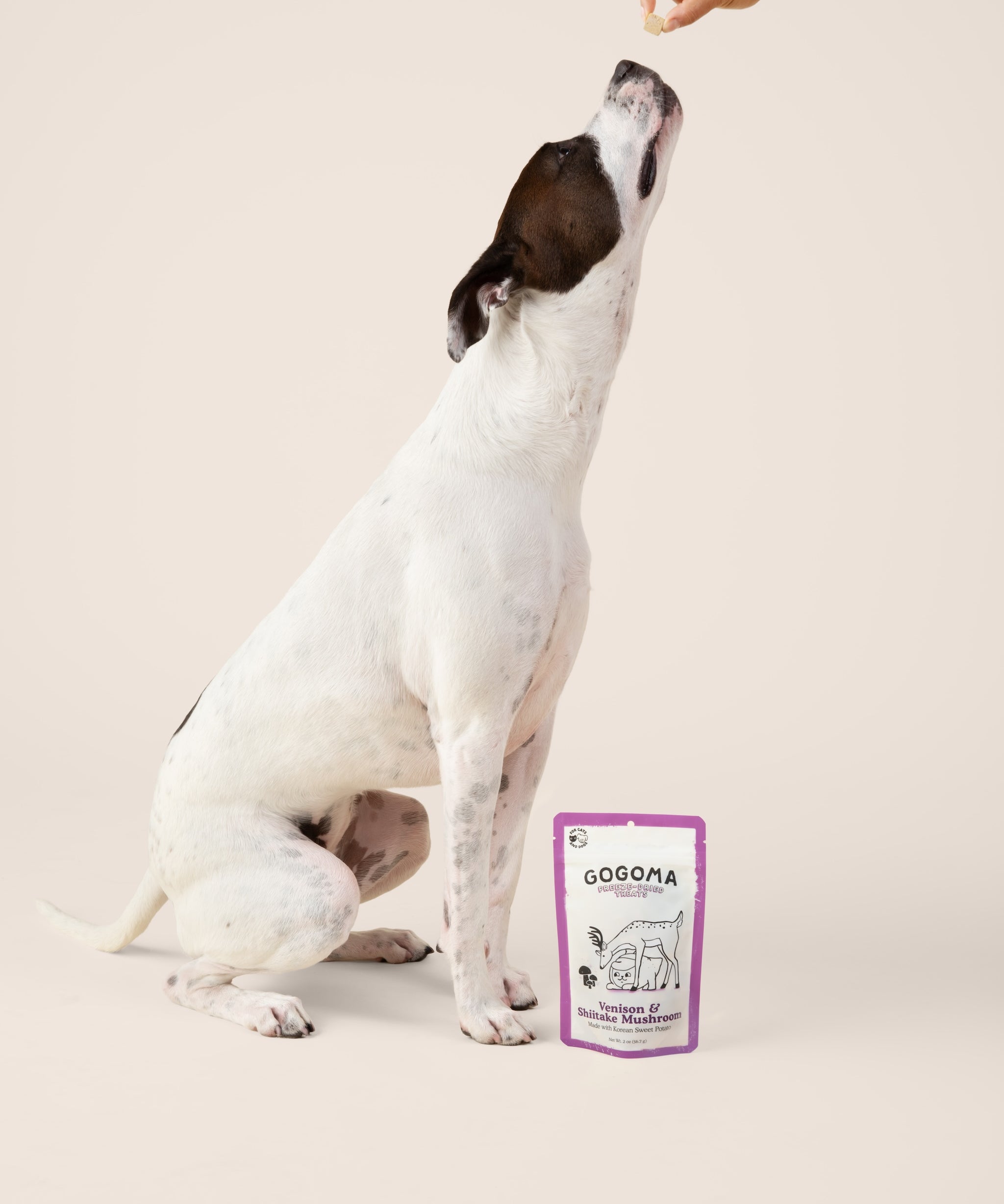 A white and brown bully breed dog sits on a beige studio background, reaching toward a Gogoma freeze-dried treat from a human hand. A GOGOMA freeze-dried Venison & Shiitake Mushroom dog treat pouch stands on the floor beside the dog.