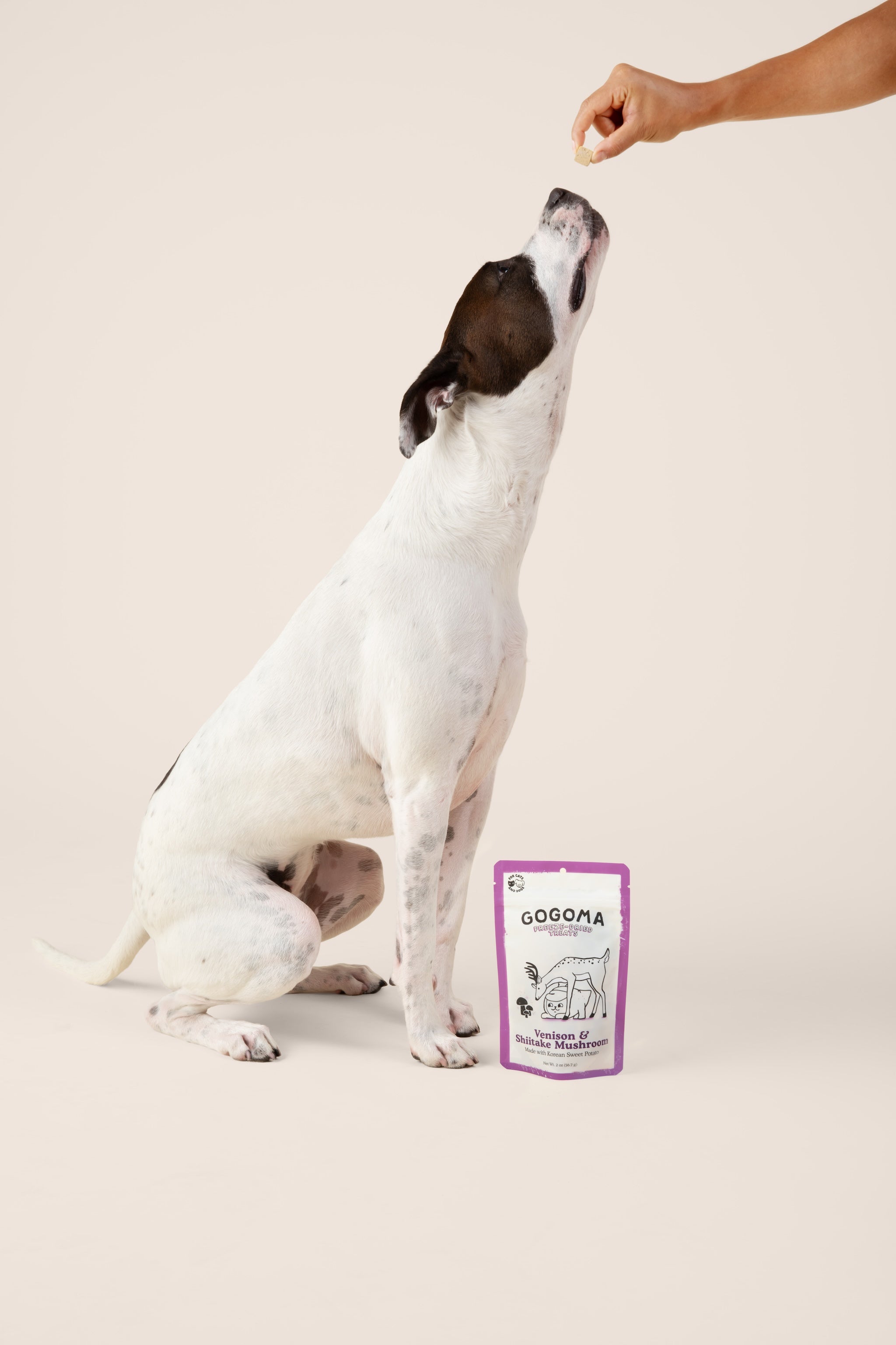 A white and brown bully breed dog sits on a beige studio background, reaching toward a Gogoma freeze-dried treat from a human hand. A GOGOMA freeze-dried Venison & Shiitake Mushroom dog treat pouch stands on the floor beside the dog.