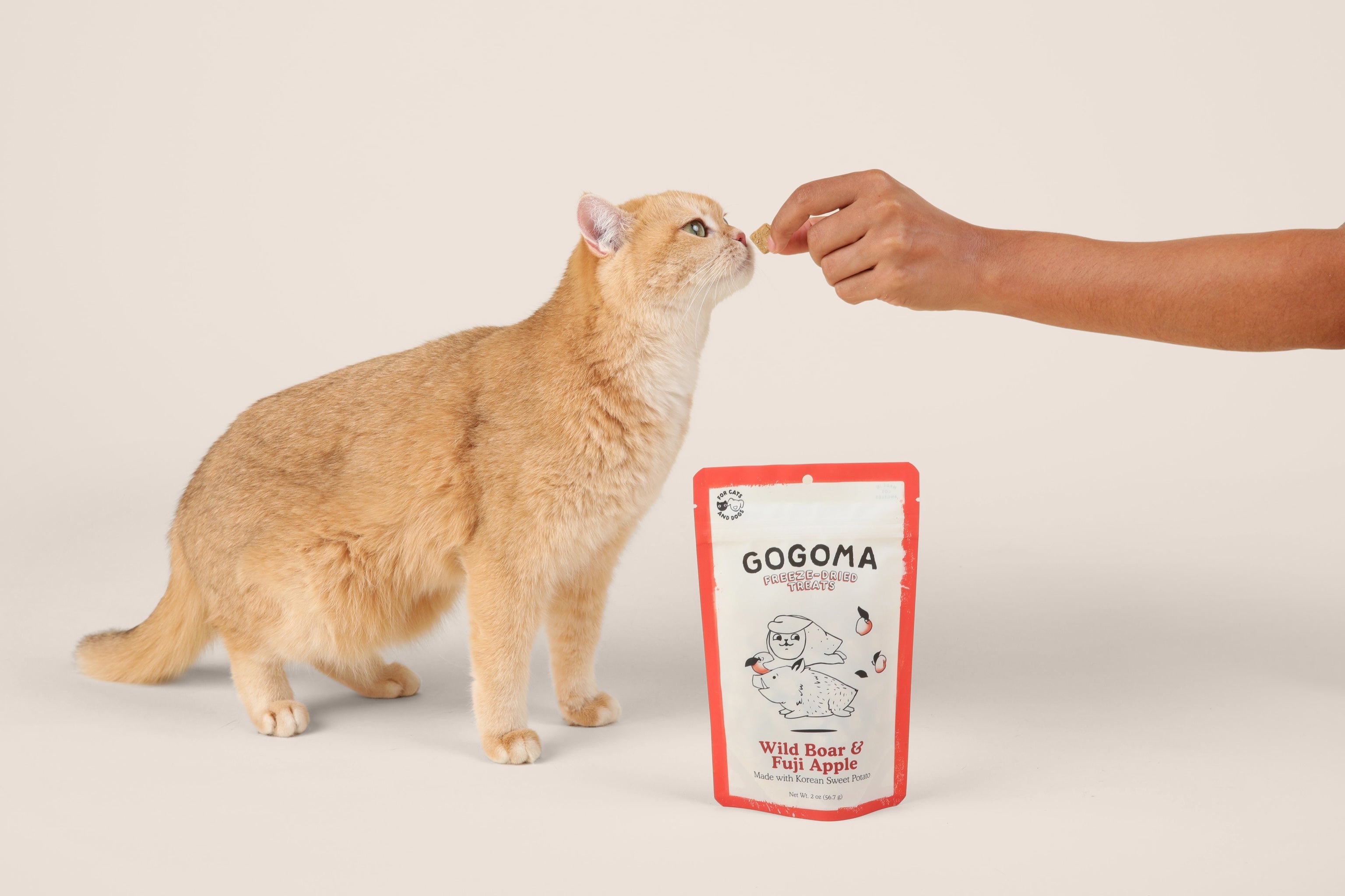 A ginger cat stands beside a GOGOMA pouch of Wild Boar & Fuji Apple and reaches toward a human hand offering a treat, on a clean warm beige studio background.